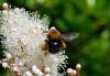 249233 – Photo : Lidine – France (67)